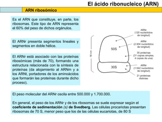 El ácido ribonucleico (ARN)
ARN ribosómico
Es el ARN que constituye, en parte, los
ribosomas. Este tipo de ARN representa
el 60% del peso de dichos orgánulos.

El ARNr presenta segmentos lineales y
segmentos en doble hélice.
El ARNr está asociado con las proteínas
ribosómicas (más de 70), formando una
estructura relacionada con la síntesis de
proteínas (da alojamiento al ARNm y a
los ARNt, portadores de los aminoácidos
que formarán las proteínas durante dicho
proceso).
El peso molecular del ARNr oscila entre 500.000 y 1.700.000.
En general, el peso de los ARNr y de los ribosomas se suele expresar según el
coeficiente de sedimentación (s) de Svedberg. Las células procariotas presentan
ribosomas de 70 S, menor peso que los de las células eucariotas, de 80 S

 