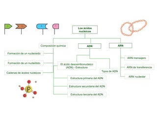 Los ácidos
nucleicos

Composición química

ARN

ADN

Formación de un nucleósido
ARN mensajero
Formación de un nucleótido

Cadenas de ácidos nucleicos

El ácido desoxirribonucleico
(ADN) - Estructura

ARN de transferencia
Tipos de ADN

Estructura primaria del ADN
Estructura secundaria del ADN
Estructura terciaria del ADN

ARN nucleolar

 