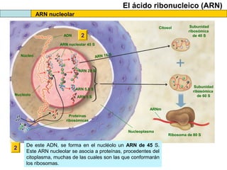 El ácido ribonucleico (ARN)
ARN nucleolar
Citosol
ADN

2

Subunidad
ribosómica
de 40 S

ARN nucleolar 45 S
S
ARN 18

Núcleo

ARN 28 S

Subunidad
ribosómica
de 60 S

ARN 5,8 S
Nucléolo

ARN 5 S
ARNm
Proteínas
ribosómicas
Nucleoplasma

2

De este ADN, se forma en el nucléolo un ARN de 45 S.
Este ARN nucleolar se asocia a proteínas, procedentes del
citoplasma, muchas de las cuales son las que conformarán
los ribosomas.

Ribosoma de 80 S

 