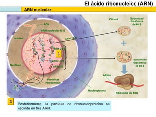 El ácido ribonucleico (ARN)
ARN nucleolar
Citosol
ADN

Subunidad
ribosómica
de 40 S

ARN nucleolar 45 S
S
ARN 18

Núcleo

ARN 28 S

3
Subunidad
ribosómica
de 60 S

ARN 5,8 S
Nucléolo

ARN 5 S
ARNm
Proteínas
ribosómicas
Nucleoplasma

3

Posteriormente, la partícula de ribonucleoproteína se
escinde en tres ARN.

Ribosoma de 80 S

 