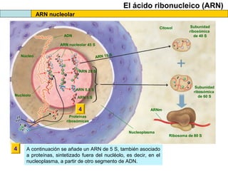 El ácido ribonucleico (ARN)
ARN nucleolar
Citosol
ADN

Subunidad
ribosómica
de 40 S

ARN nucleolar 45 S
S
ARN 18

Núcleo

ARN 28 S

Subunidad
ribosómica
de 60 S

ARN 5,8 S
Nucléolo

ARN 5 S

4

ARNm

Proteínas
ribosómicas
Nucleoplasma

4

A continuación se añade un ARN de 5 S, también asociado
a proteínas, sintetizado fuera del nucléolo, es decir, en el
nucleoplasma, a partir de otro segmento de ADN.

Ribosoma de 80 S

 