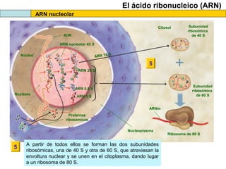 El ácido ribonucleico (ARN)
ARN nucleolar
Citosol
ADN

Subunidad
ribosómica
de 40 S

ARN nucleolar 45 S
S
ARN 18

Núcleo

5
ARN 28 S

Subunidad
ribosómica
de 60 S

ARN 5,8 S
Nucléolo

ARN 5 S
ARNm
Proteínas
ribosómicas
Nucleoplasma

5

A partir de todos ellos se forman las dos subunidades
ribosómicas, una de 40 S y otra de 60 S, que atraviesan la
envoltura nuclear y se unen en el citoplasma, dando lugar
a un ribosoma de 80 S.

Ribosoma de 80 S

 