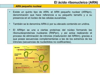 El ácido ribonucleico (ARN)
ARN pequeño nuclear
•

Existe un quinto tipo de ARN, el ARN pequeño nuclear (ARNpn),
denominación que hace referencia a su pequeño tamaño y a su
presencia en el núcleo de las células eucariotas.

•

También se le denomina ARN-U por su elevado contenido en uridina.

•

El ARNpn se une a ciertas proteínas del núcleo formando las
ribonucleoproteínas nucleares (RNPpn), y así actúa realizando el
proceso de eliminación de intrones (maduración del ARNm), gracias a
que posee secuencias complementarias a las de los extremos de los
intrones (secuencias de nucleótidos no codificantes).

 