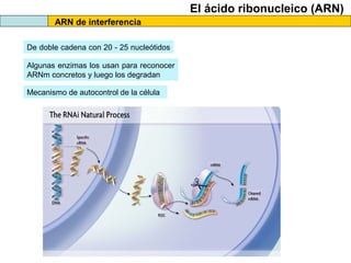 El ácido ribonucleico (ARN)
ARN de interferencia
De doble cadena con 20 - 25 nucleótidos
Algunas enzimas los usan para reconocer
ARNm concretos y luego los degradan
Mecanismo de autocontrol de la célula

 