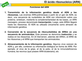 AU
P

El ácido ribonucleico (ARN)
Funciones del ARN

1. Transmisión de la información genética desde el ADN a los
ribosomas. Las enzimas ARN-polimerasas a partir de un gen de ADN, es
decir, una secuencia de nucleótidos de ADN con información sobre una
proteína, sintetizan, mediante la complementariedad de las bases, un ARN
mensajero, proceso denominado transcripción. Luego, este ARNm llegará
hasta los ribosomas. El ADN es utilizado únicamente como almacén de
información genética.
2. Conversión de la secuencia de ribonucleótidos de ARNm en una
secuencia de aminoácidos. Este proceso se denomina traducción y se
realiza en los ribosomas. En él intervienen, además del ARNm, el ARNr de
los ribosomas y el ARNt que transportan los aminoácidos.
3. Almacenamiento de la información genética. Algunos virus carecen de
ADN y, por ello, contienen su información biológica en forma de ARN. Por
ejemplo, el virus de la gripe, el de la polio, el de la inmunodeficiencia
humana, los reovirus (que poseen ARN bicatenario), etc

 