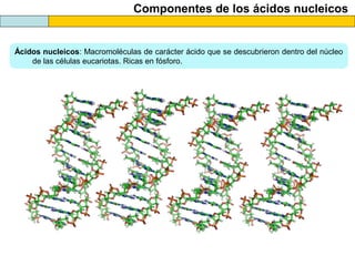 Componentes de los ácidos nucleicos

Ácidos nucleicos: Macromoléculas de carácter ácido que se descubrieron dentro del núcleo
de las células eucariotas. Ricas en fósforo.

 