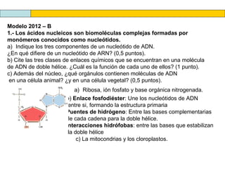 Modelo 2012 – B
1.- Los ácidos nucleicos son biomoléculas complejas formadas por
monómeros conocidos como nucleótidos.
a) Indique los tres componentes de un nucleótido de ADN.
¿En qué difiere de un nucleótido de ARN? (0,5 puntos).
b) Cite las tres clases de enlaces químicos que se encuentran en una molécula
de ADN de doble hélice. ¿Cuál es la función de cada uno de ellos? (1 punto).
c) Además del núcleo, ¿qué orgánulos contienen moléculas de ADN
en una célula animal? ¿y en una célula vegetal? (0,5 puntos).
a) Ribosa, ión fosfato y base orgánica nitrogenada.
b) Enlace fosfodiéster: Une los nucleótidos de ADN
entre si, formando la estructura primaria
Puentes de hidrógeno: Entre las bases complementarias
de cada cadena para la doble hélice.
Interacciones hidrófobas: entre las bases que estabilizan
la doble hélice
c) La mitocondrias y los cloroplastos.

 