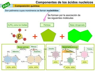 AU
P

Componentes de los ácidos nucleicos
Composición química

Son polímeros cuyos monómeros se llaman nucleótidos

Se forman por la asociación de
las siguientes moléculas
Pentosa

H3PO4 como Ion fosfato

Base nitrogenada

+
Bases púricas
Adenina

+

Ribosa
Uracilo

Desoxirribosa
Bases pirimidínicas
Timina
Citosina

Guanina

ARN
ADN, ARN

ARN
ADN, ARN

ADN
ADN
ADN, ARN

 