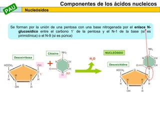 AU
P

Componentes de los ácidos nucleicos
Nucleósidos

Se forman por la unión de una pentosa con una base nitrogenada por el enlace Nglucosídico entre el carbono 1´ de la pentosa y el N-1 de la base (si es
pirimidínica) o el N-9 (si es púrica)

NUCLEÓSIDO

Citosina
Desoxirribosa

H2O

+
1´

Desoxicitidina

N1

 