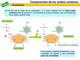 Componentes de los ácidos nucleicos

AU
P

Nucleótidos

Se forman por la unión de un nucleósido y un ácido fosfórico por el enlace éster
fosfórico entre el carbono 5´ de la pentosa y el ácido fosfórico, que al ionizarse les
da su fuerte carácter ácido.

Ácido fosfórico

H2O

+

NUCLEÓTIDO

5´

Desoxicitidina-5’-monofosfato
NUCLEÓSIDO

Si son ácidos nucleicos bicatenarios, cada
nucleótido se asocia a otro formando
pares de nucleótidos

 