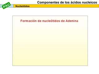 AU
P

Componentes de los ácidos nucleicos
Nucleótidos

 