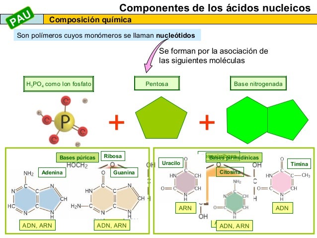 Los ácidos nucleicos 2013