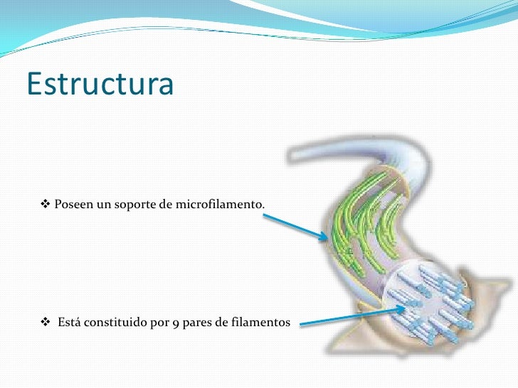 Los cilios