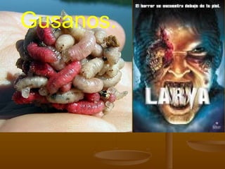 Gusanos.
 