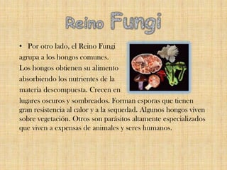 • Por otro lado, el Reino Fungi
agrupa a los hongos comunes.
Los hongos obtienen su alimento
absorbiendo los nutrientes de la
materia descompuesta. Crecen en
lugares oscuros y sombreados. Forman esporas que tienen
gran resistencia al calor y a la sequedad. Algunos hongos viven
sobre vegetación. Otros son parásitos altamente especializados
que viven a expensas de animales y seres humanos.
 