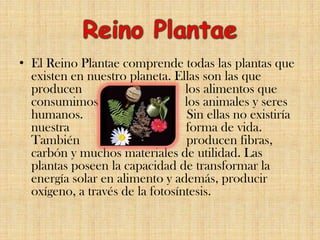 • El Reino Plantae comprende todas las plantas que
existen en nuestro planeta. Ellas son las que
producen los alimentos que
consumimos los animales y seres
humanos. Sin ellas no existiría
nuestra forma de vida.
También producen fibras,
carbón y muchos materiales de utilidad. Las
plantas poseen la capacidad de transformar la
energía solar en alimento y además, producir
oxígeno, a través de la fotosíntesis.
 
