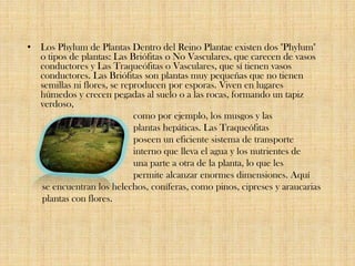 • Los Phylum de Plantas Dentro del Reino Plantae existen dos "Phylum"
o tipos de plantas: Las Briófitas o No Vasculares, que carecen de vasos
conductores y Las Traqueófitas o Vasculares, que sí tienen vasos
conductores. Las Briófitas son plantas muy pequeñas que no tienen
semillas ni flores, se reproducen por esporas. Viven en lugares
húmedos y crecen pegadas al suelo o a las rocas, formando un tapiz
verdoso,
como por ejemplo, los musgos y las
plantas hepáticas. Las Traqueófitas
poseen un eficiente sistema de transporte
interno que lleva el agua y los nutrientes de
una parte a otra de la planta, lo que les
permite alcanzar enormes dimensiones. Aquí
se encuentran los helechos, coníferas, como pinos, cipreses y araucarias
plantas con flores.
 