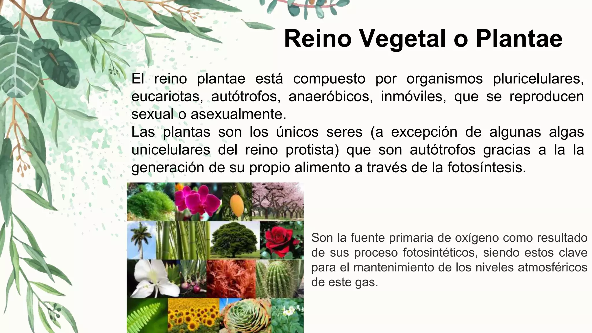 Los cinco reinos | PPTX