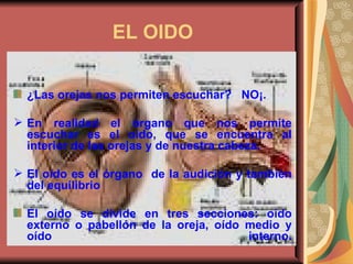 EL OIDO ¿Las orejas nos permiten escuchar?  NO¡.  En realidad el órgano que nos permite escuchar es el oído, que se encuentra al interior de las orejas y de nuestra cabeza. El oído es el órgano  de la audición y también del equilibrio El oído se divide en tres secciones: oído externo o pabellón de la oreja, oído medio y oído interno. 
