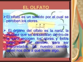 EL OLFATO El olfato es un sentido por el cual se perciben los olores. El órgano del olfato es la nariz. la mucosa que se encuentran dentro de la nariz recogen los olores y éstos luego van al cerebro, para ser interpretados. Es nuestro cerebro quien nos dice a qué huele algo.  
