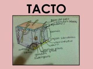 TACTO,[object Object]