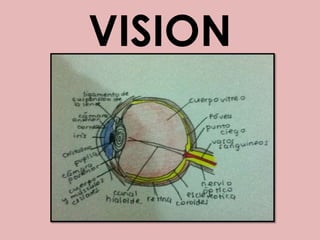VISION ,[object Object]