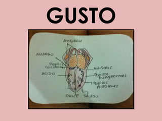 GUSTO,[object Object]