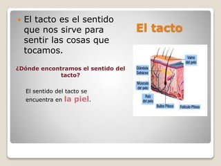 El tacto
 El tacto es el sentido
que nos sirve para
sentir las cosas que
tocamos.
El sentido del tacto se
encuentra en la piel.
¿Dónde encontramos el sentido del
tacto?
 