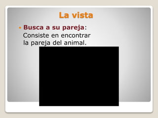 La vista
 Busca a su pareja:
Consiste en encontrar
la pareja del animal.
 