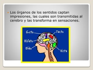  Los órganos de los sentidos captan
impresiones, las cuales son transmitidas al
cerebro y las transforma en sensaciones.
 
