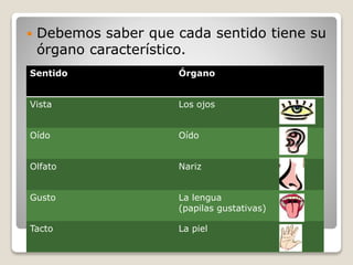  Debemos saber que cada sentido tiene su
órgano característico.
Sentido Órgano
Vista Los ojos
Oído Oído
Olfato Nariz
Gusto La lengua
(papilas gustativas)
Tacto La piel
 