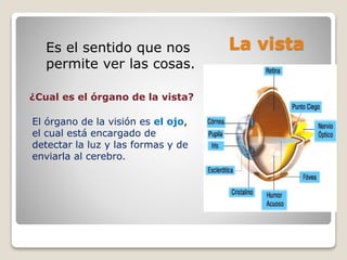 La vista
Es el sentido que nos
permite ver las cosas.
El órgano de la visión es el ojo,
el cual está encargado de
detectar la luz y las formas y de
enviarla al cerebro.
¿Cual es el órgano de la vista?
 