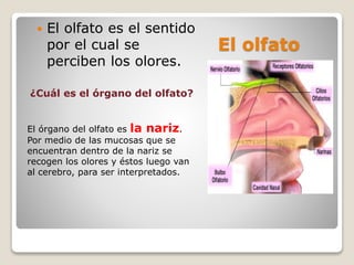 El olfato
 El olfato es el sentido
por el cual se
perciben los olores.
¿Cuál es el órgano del olfato?
El órgano del olfato es la nariz.
Por medio de las mucosas que se
encuentran dentro de la nariz se
recogen los olores y éstos luego van
al cerebro, para ser interpretados.
 