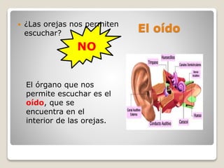 El oído
 ¿Las orejas nos permiten
escuchar?
NO
El órgano que nos
permite escuchar es el
oído, que se
encuentra en el
interior de las orejas.
 