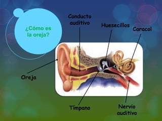 Conducto
auditivo
¿Cómo es
la oreja?

Huesecillos

Caracol

Oreja

Tímpano

Nervio
auditivo

 