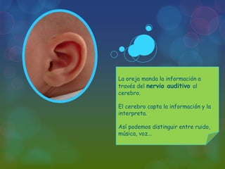 La oreja manda la información a
través del nervio auditivo al
cerebro.

El cerebro capta la información y la
interpreta.
Así podemos distinguir entre ruido,
música, voz...

 