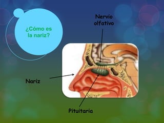 Nervio
olfativo
¿Cómo es
la nariz?

Nariz

Pituitaria

 