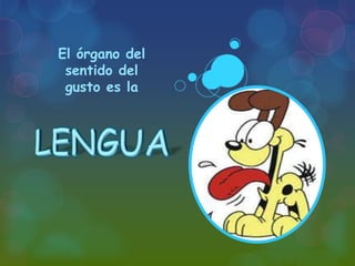 El órgano del
sentido del
gusto es la

 