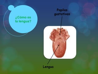 Papilas
gustativas
¿Cómo es
la lengua?

Lengua

 