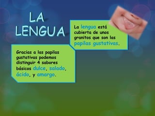 La lengua está
cubierta de unos
granitos que son las

papilas gustativas.
Gracias a las papilas
gustativas podemos
distinguir 4 sabores
básicos dulce, salado,
ácido, y amargo.

 