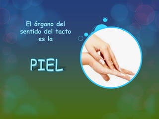 El órgano del
sentido del tacto
es la

 