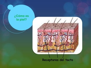 ¿Cómo es
la piel?

Receptores del tacto

 