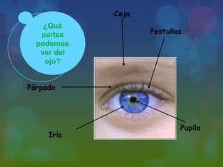 Ceja
¿Qué
partes
podemos
ver del
ojo?

Pestañas

Párpado

Iris

Pupila

 