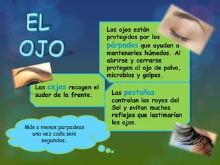 Los ojos están
protegidos por los
párpados que ayudan a
mantenerlos húmedos. Al
abrirse y cerrarse
protegen al ojo de polvo,
microbios y golpes.
Las cejas recogen el
sudor de la frente.

Más o menos parpadeas
una vez cada seis
segundos..

Las pestañas
controlan los rayos del
Sol y evitan muchos
reflejos que lastimarían
los ojos.

 