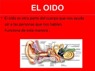 EL OIDO
• El oído es otra parte del cuerpo que nos ayuda
oír a las personas que nos hablan.
Funciona de esta manera :
 