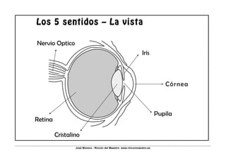José Moreno - Rincón del Maestro: www.rinconmaestro.es
 
Los 5 sentidos – La vista
 
 
 
