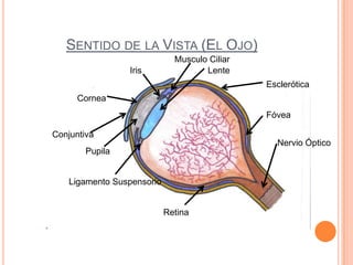 Sentido de la Vista (El Ojo) Musculo Ciliar Lente Iris Esclerótica Cornea Fóvea Conjuntiva Nervio Óptico Pupila Ligamento Suspensorio Retina 