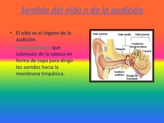 Sentido del oído o de la audición

• El oído es el órgano de la
  audición.
• el oído externo :que
  sobresale de la cabeza en
  forma de copa para dirigir
  los sonidos hacia la
  membrana timpánica.
 