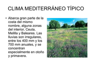 CLIMA MEDITERRÁNEO TÍPICO
● Abarca gran parte de la
costa del mismo
nombre, alguna zonas
del interior, Ceuta,
Melilla y Baleares. Las
lluvias son irregulares,
entre los 400 mm y los
700 mm anuales, y se
concentran
especialmente en otoño
y primavera.