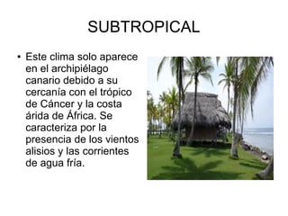 SUBTROPICAL
● Este clima solo aparece
en el archipiélago
canario debido a su
cercanía con el trópico
de Cáncer y la costa
árida de África. Se
caracteriza por la
presencia de los vientos
alisios y las corrientes
de agua fría.